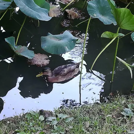 Apartman Apartma Obrh *