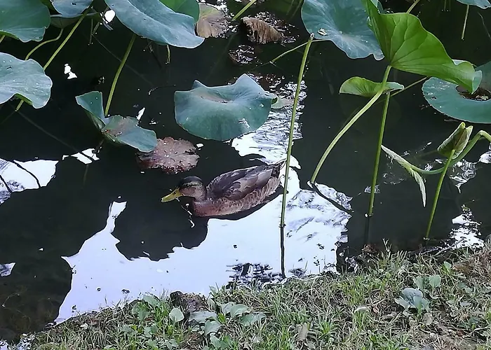 아파트 Apartma Obrh *